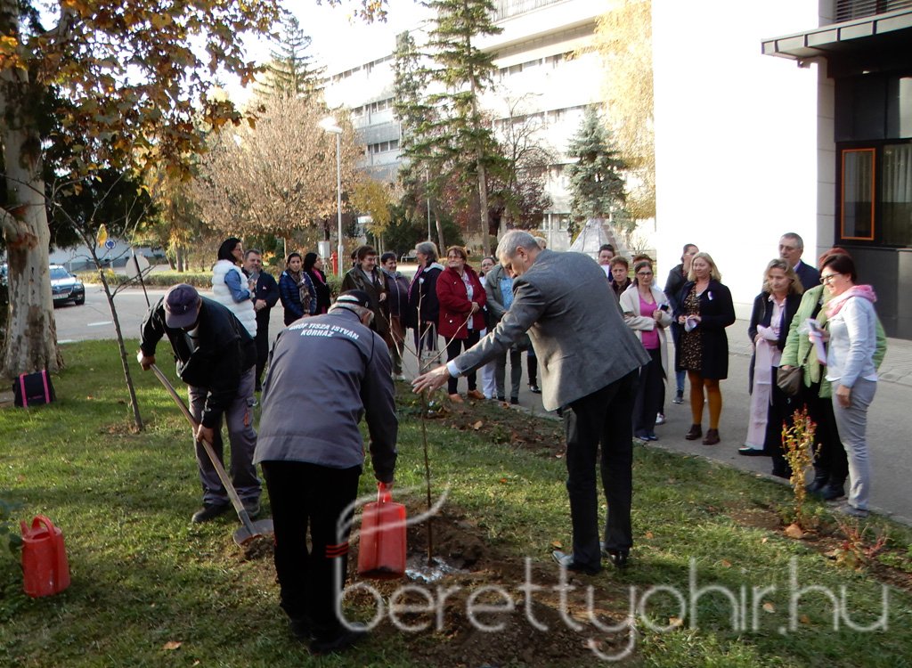 Tulipánfával a mellrák ellen 14